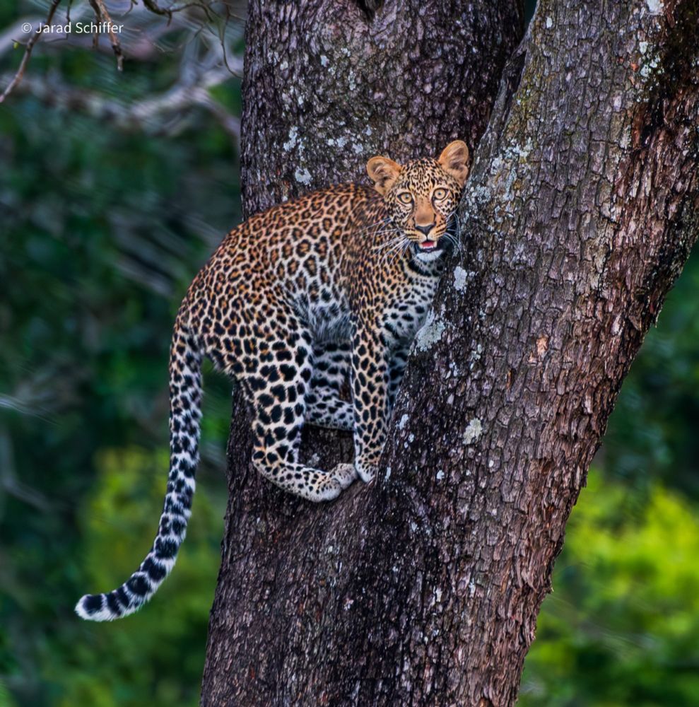 A leopard cub in a tree heading towards the meal its mom stashed for it. Picture taken by Jarad Schiffer during Dynamic Escapes' 2024 tour of Kenya. All rights reserved.