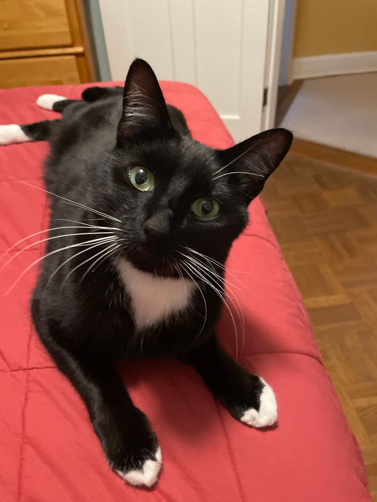 Pickles the beautiful tuxedo cat. 