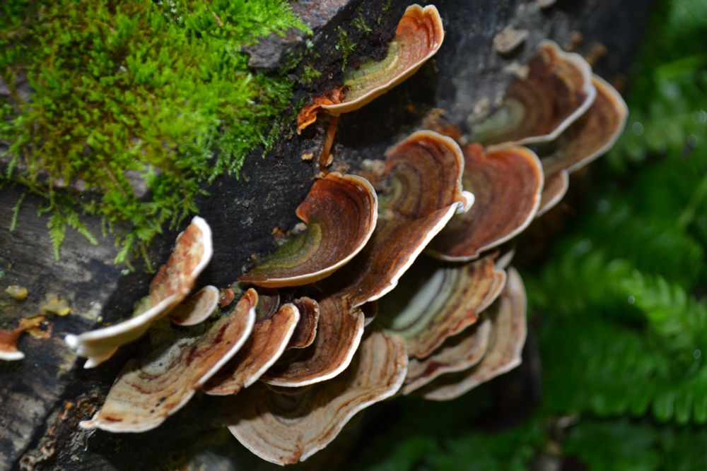 Turkey tail Mushroom