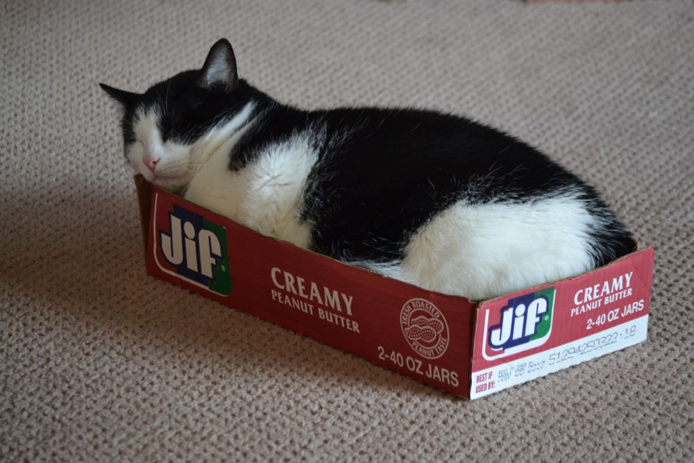 cat ina box