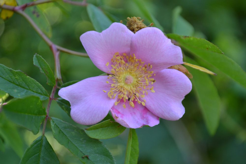 Wild Pink Rose
