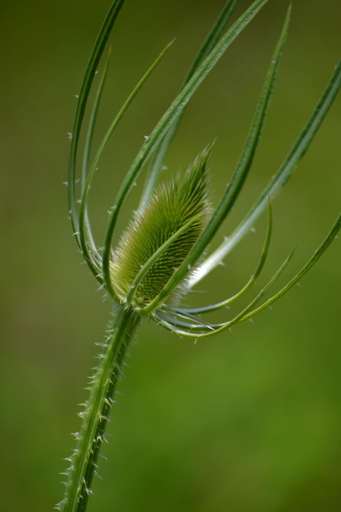Thistle