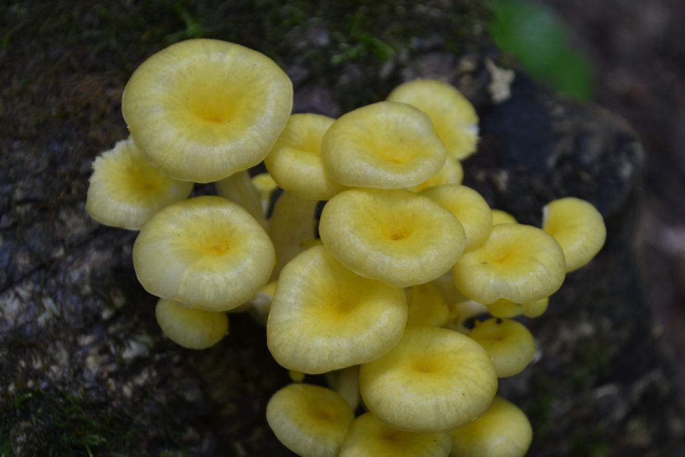 Tiny Yellow Mushrooms