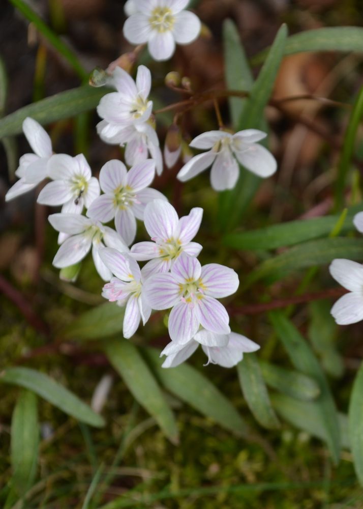 tiny wild flowers