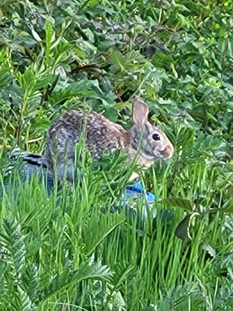 A small brown rabbit is sitting on a flat stone and nibbling on the greenery surrounding it.