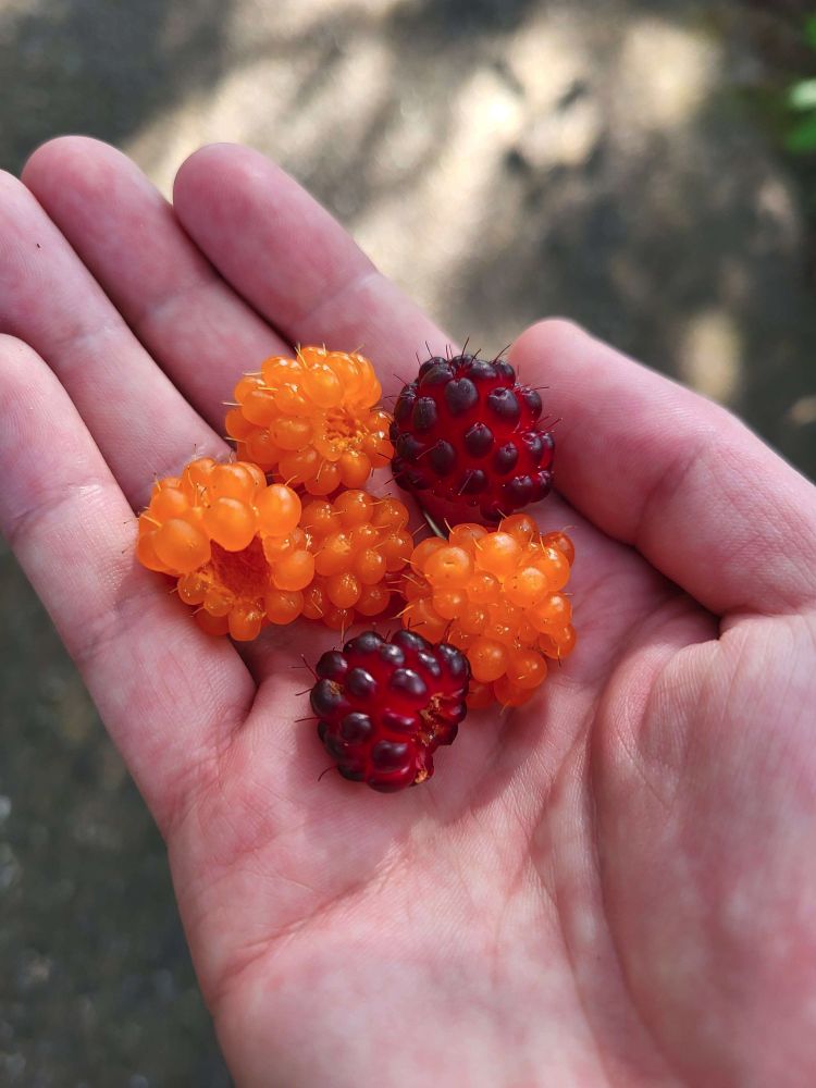 A small handful of orange and red salmonberries