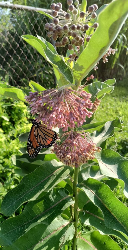 Monarch butterfly on a milkweed flower cluster
