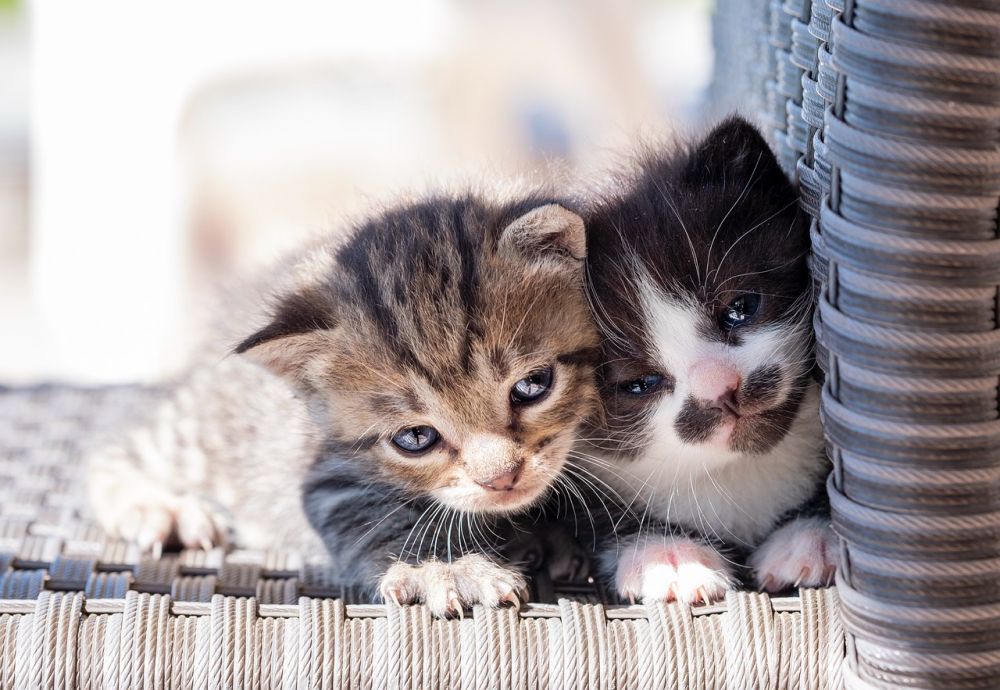 “We got to take these two cats on a double-decker cat stroller walk.” - MI Diaries