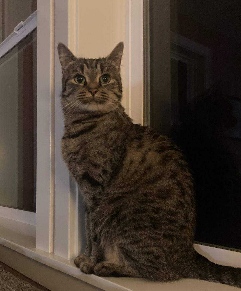 the same small perfect tabby cat looking glowed up and thriving