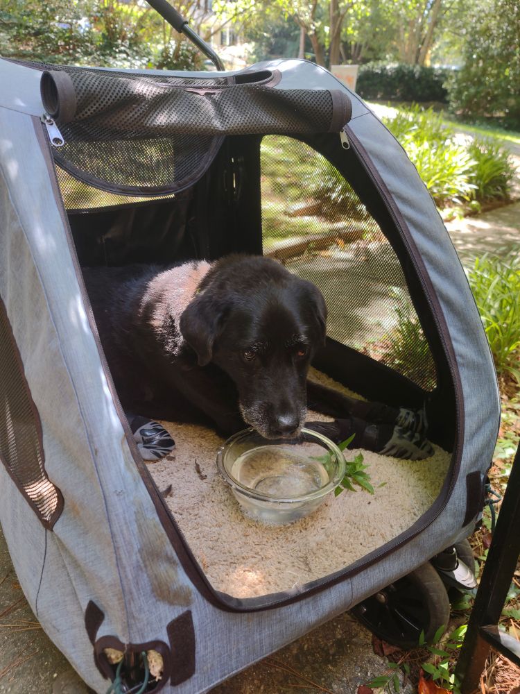 Elderly Labrador in a dog stroller with a water dish.
