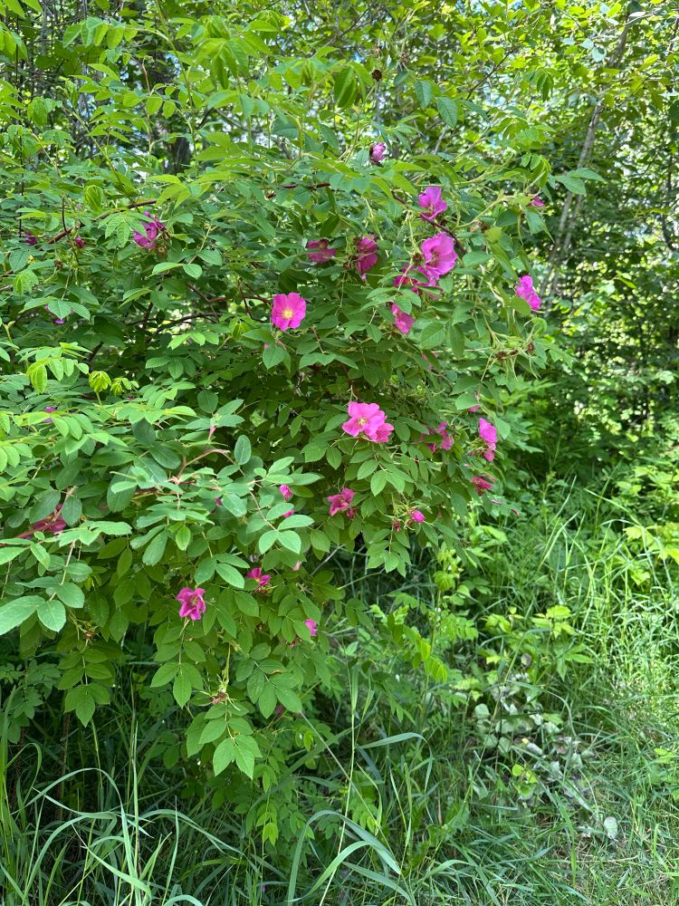 Alberta Wild Rose bush with a group of several flowers. 
