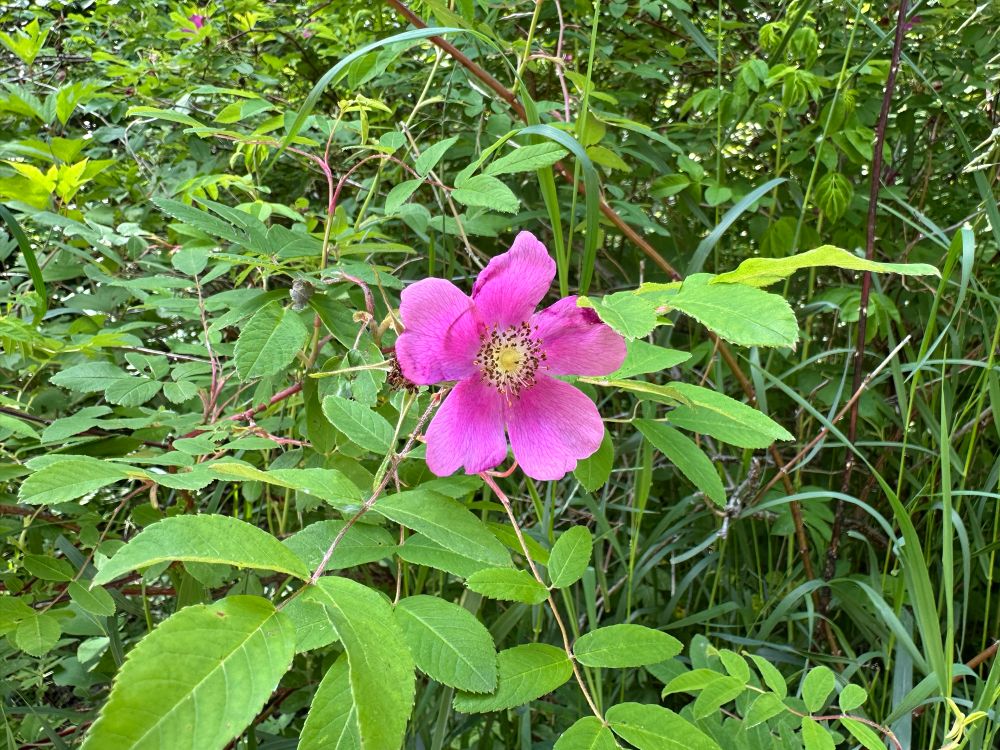 Single Wild Rose blossom pictured as a closeup. 
