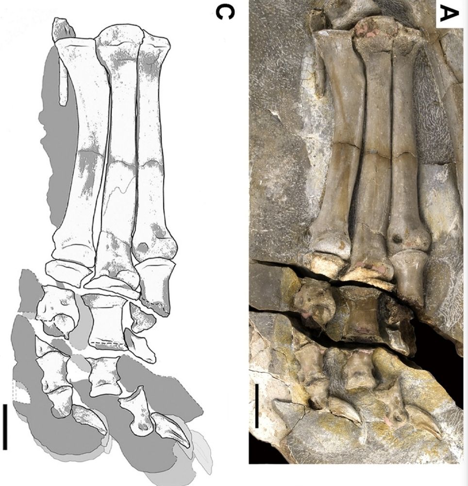 Concavenator (this figure and the following two figures) was described by Fransisco Ortega and collegues.
https://doi.org/10.1038/nature09181