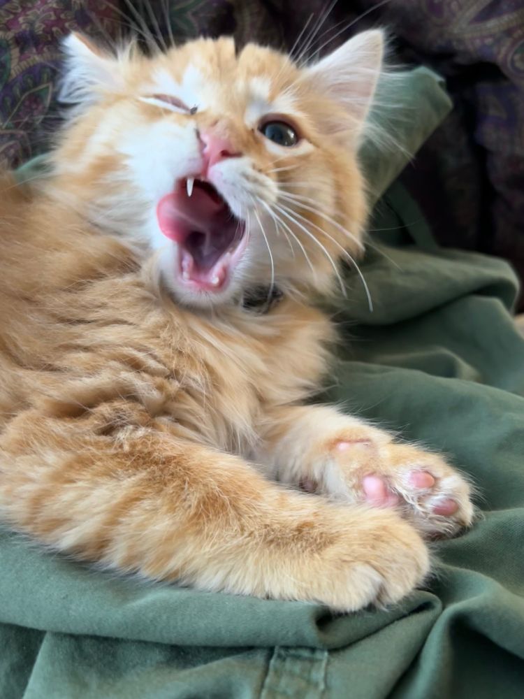 Orange striped and floofy kitten caught mid-yawn in a crazy lick face