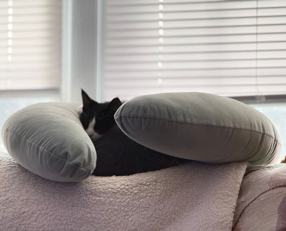 Tuxedo cat, Nico, curled up in the middle of a U shaped reading middle on top of the couch with a fleece blanket underneath him
