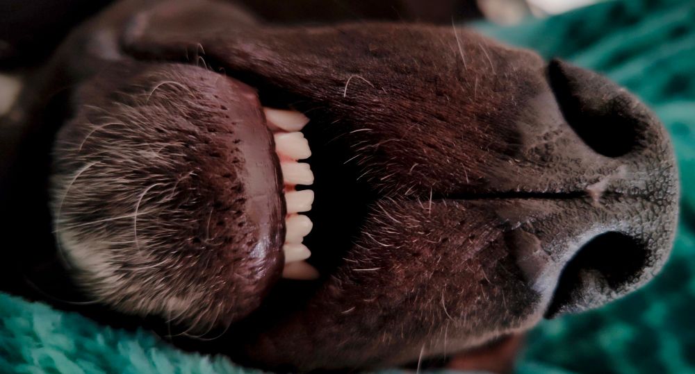 Close up of the end of a sleeping dog's snout with the mouth slightly agape and the bottom row of teeth showing.