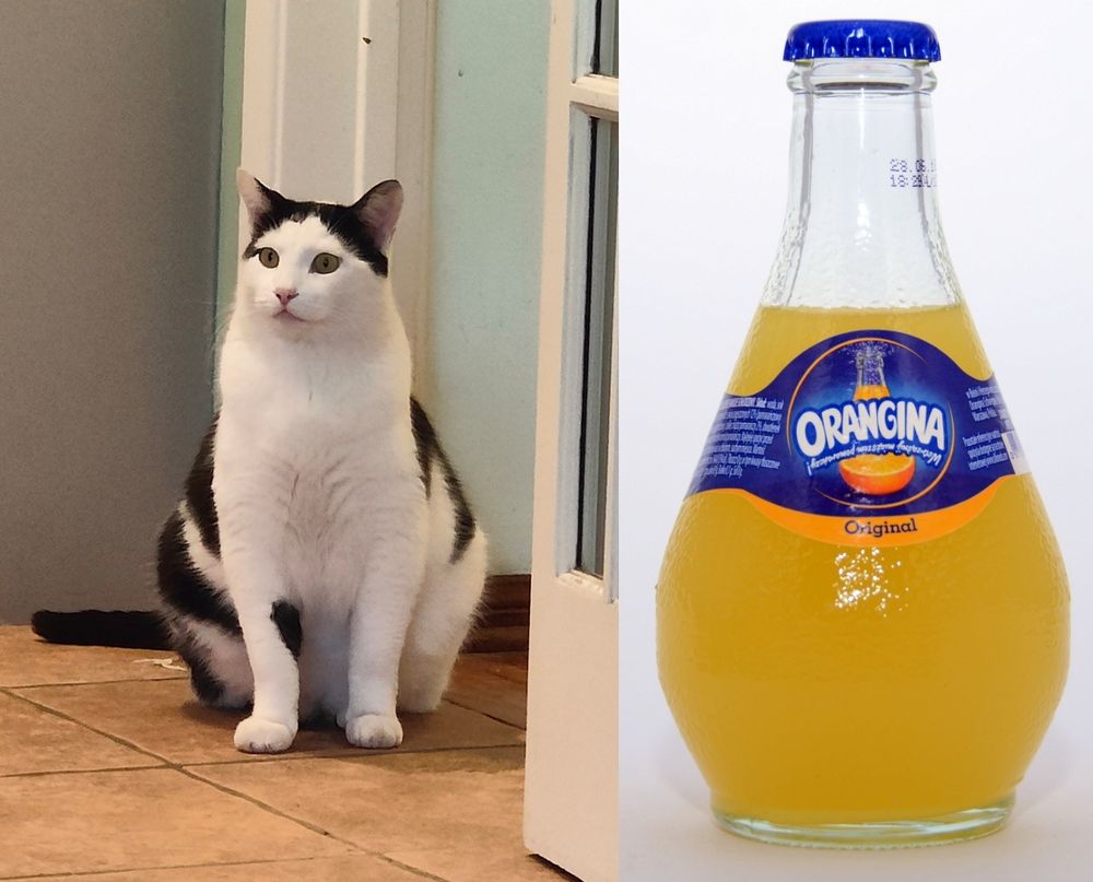 On the left, a picture of a chonky cat sitting. On the right, a picture of an Orangina bottle. Both the cat and the bottle have the same shape with round, bulbous bases.