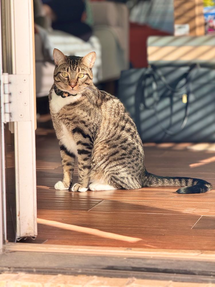 A beautiful brown and black striped tabby with white chest and paws sits in a doorway staring indignantly at the camera man. He’s sitting on faux wood tile. A black shoulder bag sits on the floor behind him. Out of focus (thankfully) in the background is a couch and coffee table.