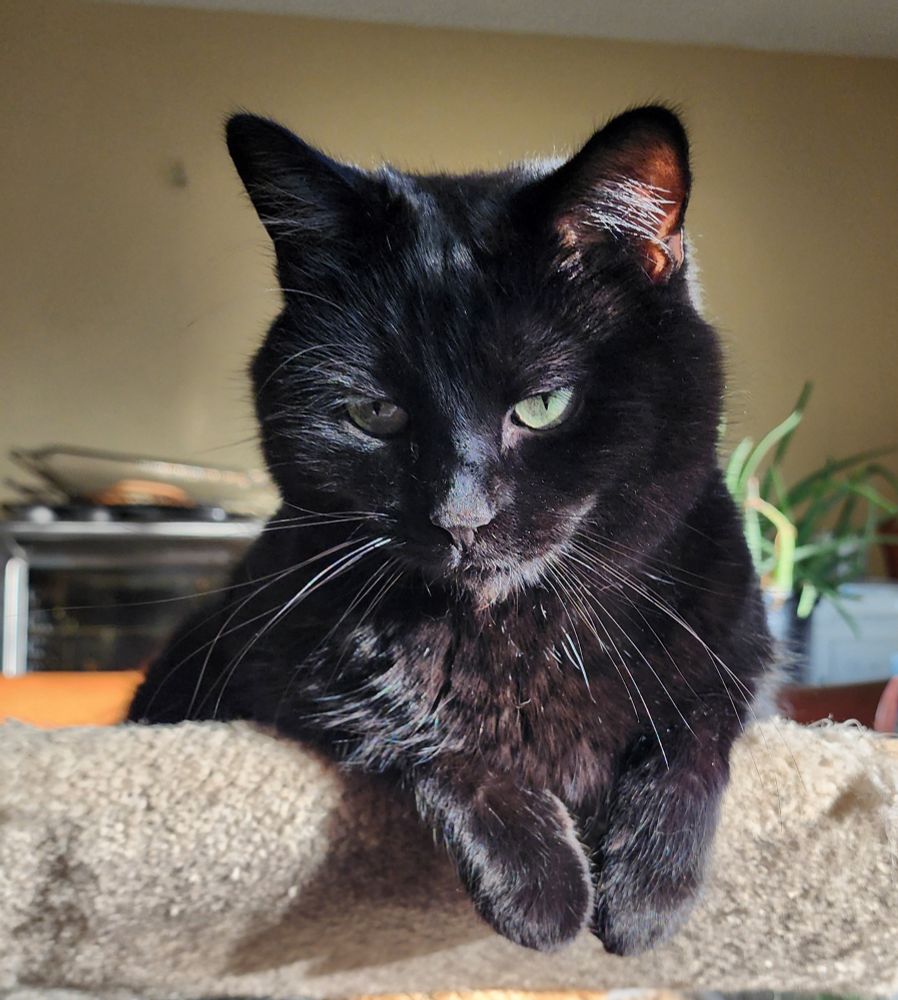 Mostly front view of The Smaller Minion with his front paws drapedcover the edge of a curved shelf. His head is slightly tilted and turned as he looks atbthe camera almost seductively 