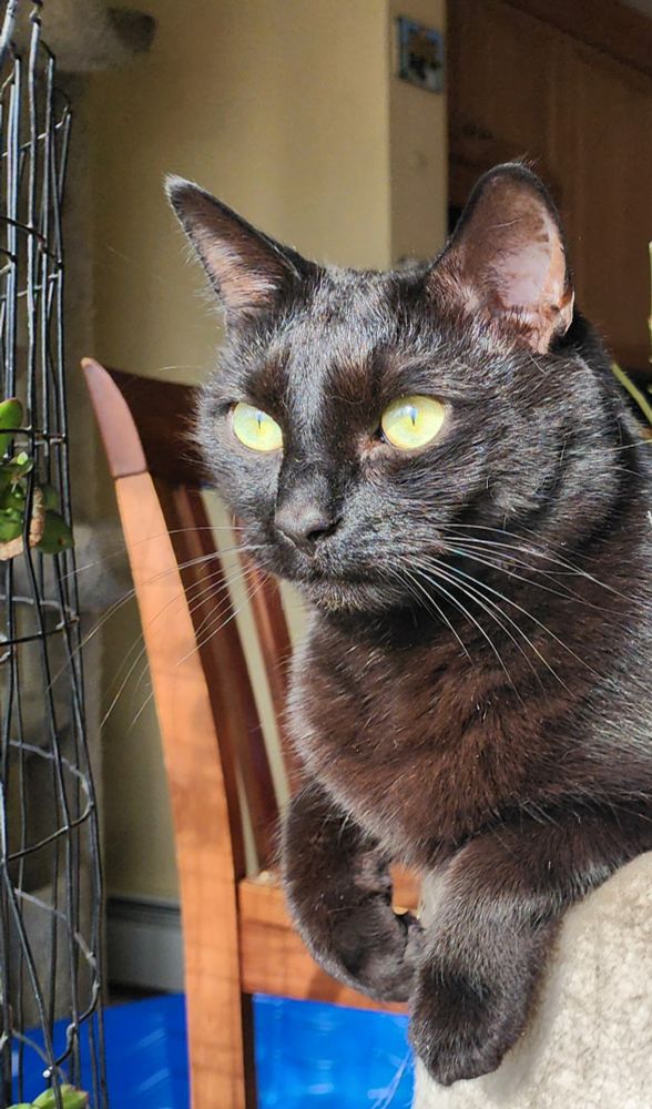 Front angle view of The Larger Minion's upper half as he lies on his belly on top of a 4ft tall cat tree. We see his head, chest, and front paws which he is hanging over the edge. He is illuminated by sunlight making him look brown and his whiskers appear iridescent. His eyes are fully open and he looks incredibly focused as he stares behind us and to our left. 