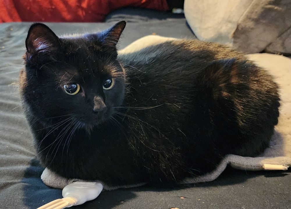 Side view of a black cat sitting in loaf position on a heating pad. His head is turned and he is looking slightly to our right of the camera.