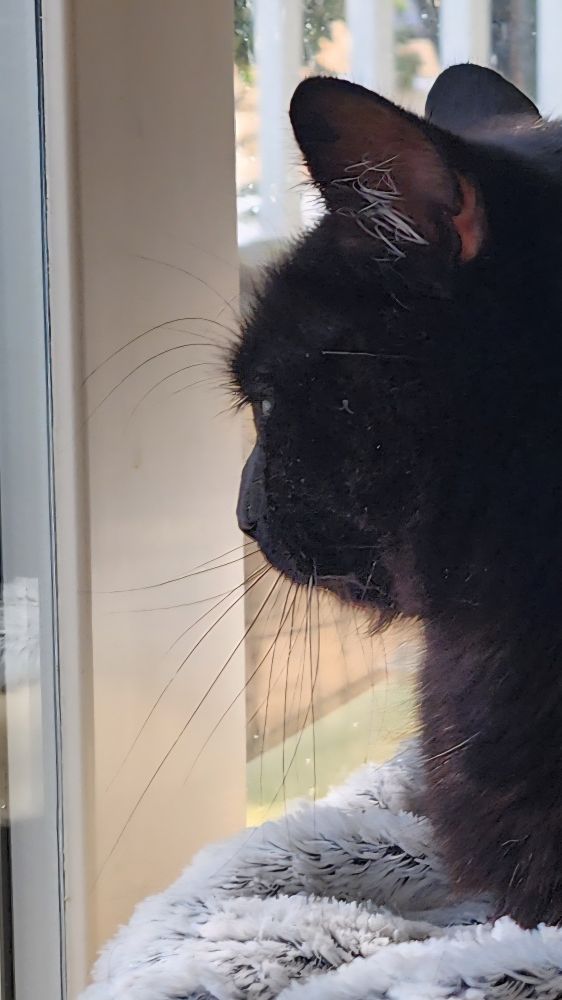 Close up profile of The Smaller Minion. Against a light background we can see his long black whiskers along with a small goatee. His ear tufts are white; that is not an effect of lighting. 