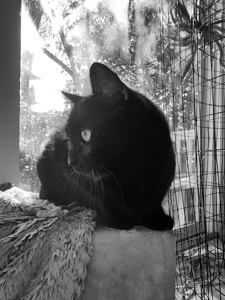Black and white front view of The Smaller Minion sitting almost in full loaf with just his front paws visible. He is looking to our left. Behind himnis a sliding glass door. Outside the setting sun is shining through branches that have lost many of their leaves. 