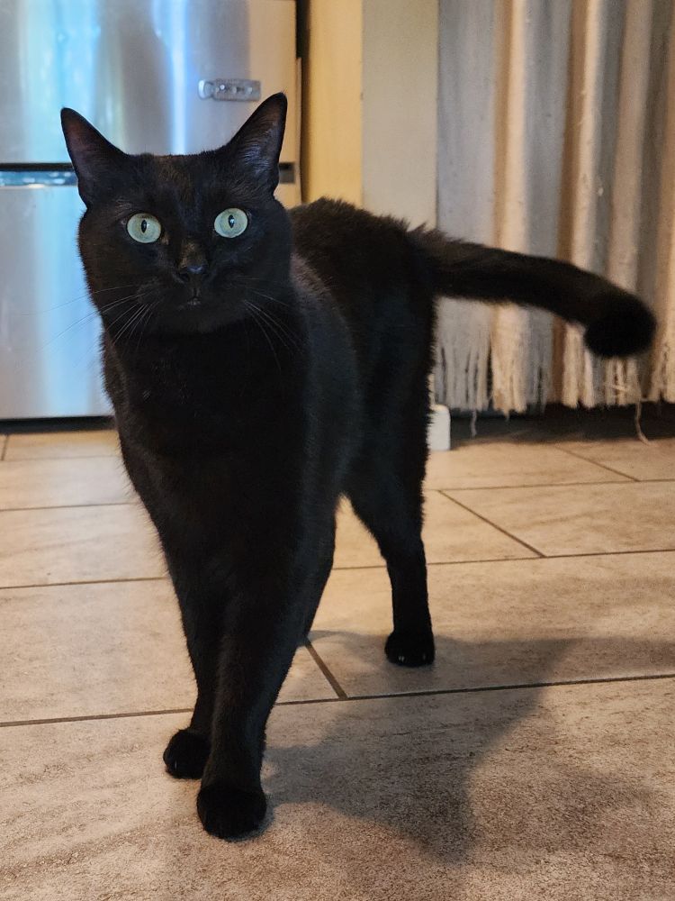 Front view of The Larger Minion standing in a kitchen and staring at the camera with wide eyes and a shocked expression 