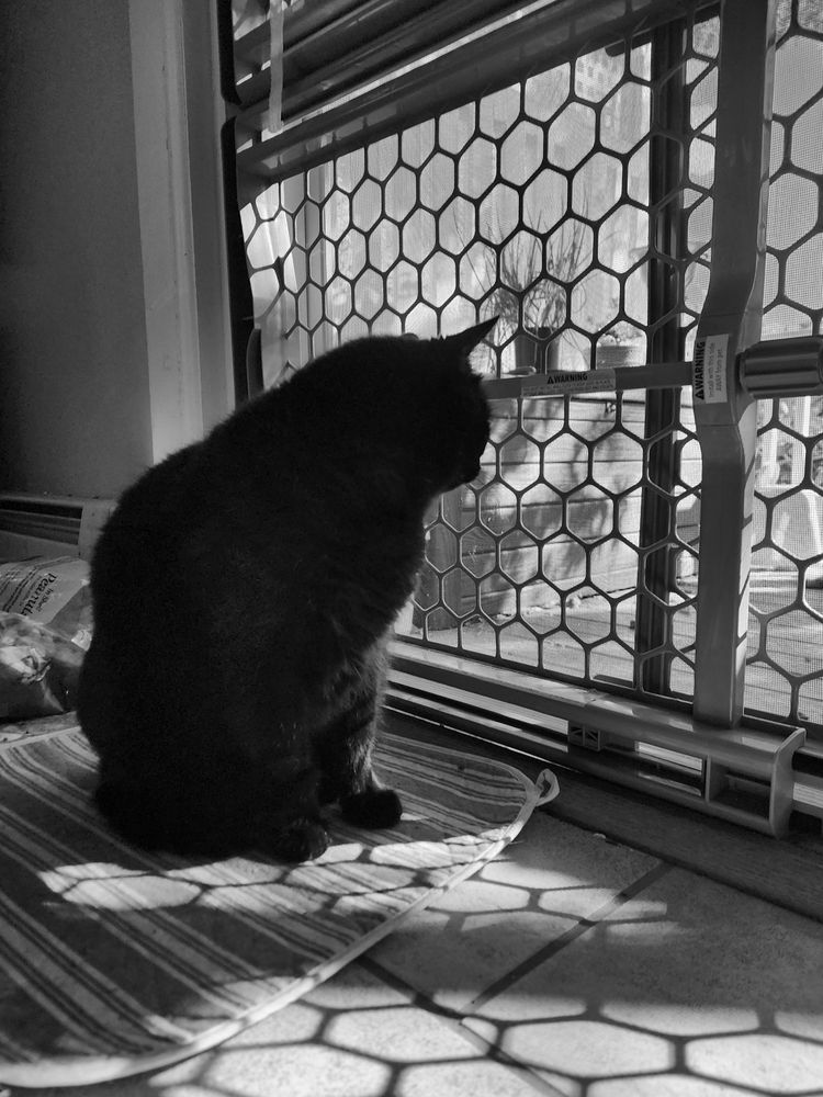 Black and white photo of The Smaller Minion sitting upright beside an open sliding glass door blocked by a baby gate. We have a side view of him as he looks away from us and to our right through the baby gate. The hexagonal pattern of the gate casts a shadow on the floor between him and our camera so that he appears almost surrounded by hexagons.