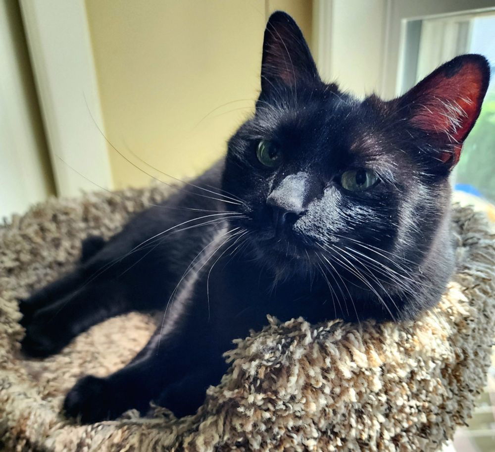 Front view of The Smaller Minion lying on his side on top of a 4ft cat tower beside a window. He is looking at the camera with an understanding and supportive expression. 