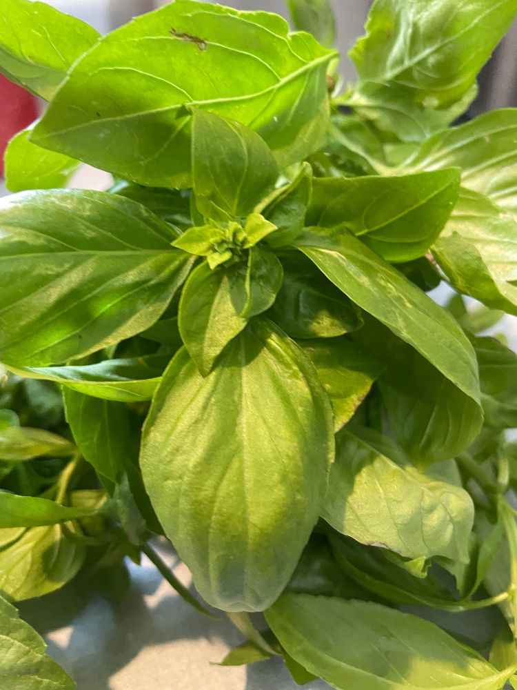 A freshly picked pile of sweet basil 