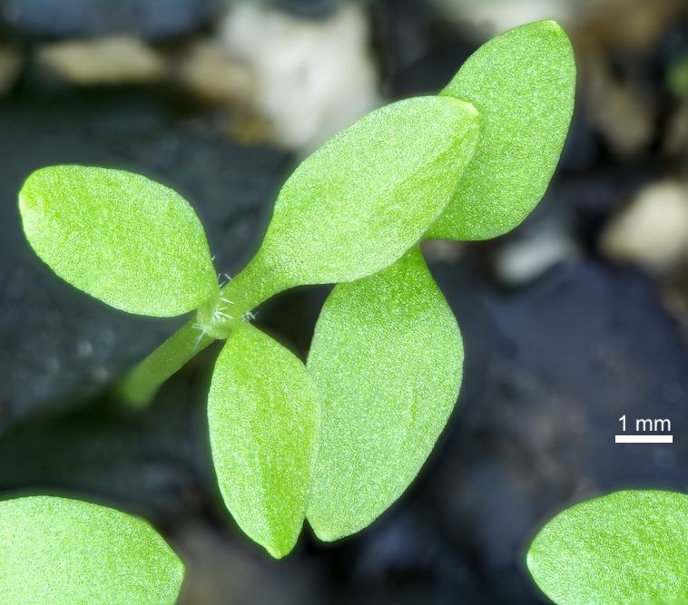 Tiny green seedling with three seed leaves, each one about 4 x 2 mm. The stalks of the seed leaves have a few hairs along their edges.