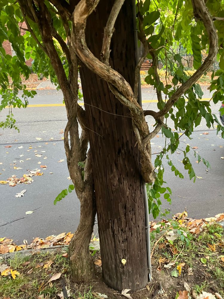 Tree wrapped around telephone pole.