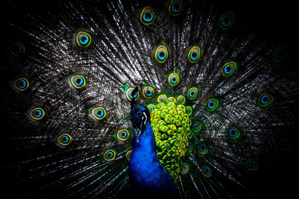 A peacock 