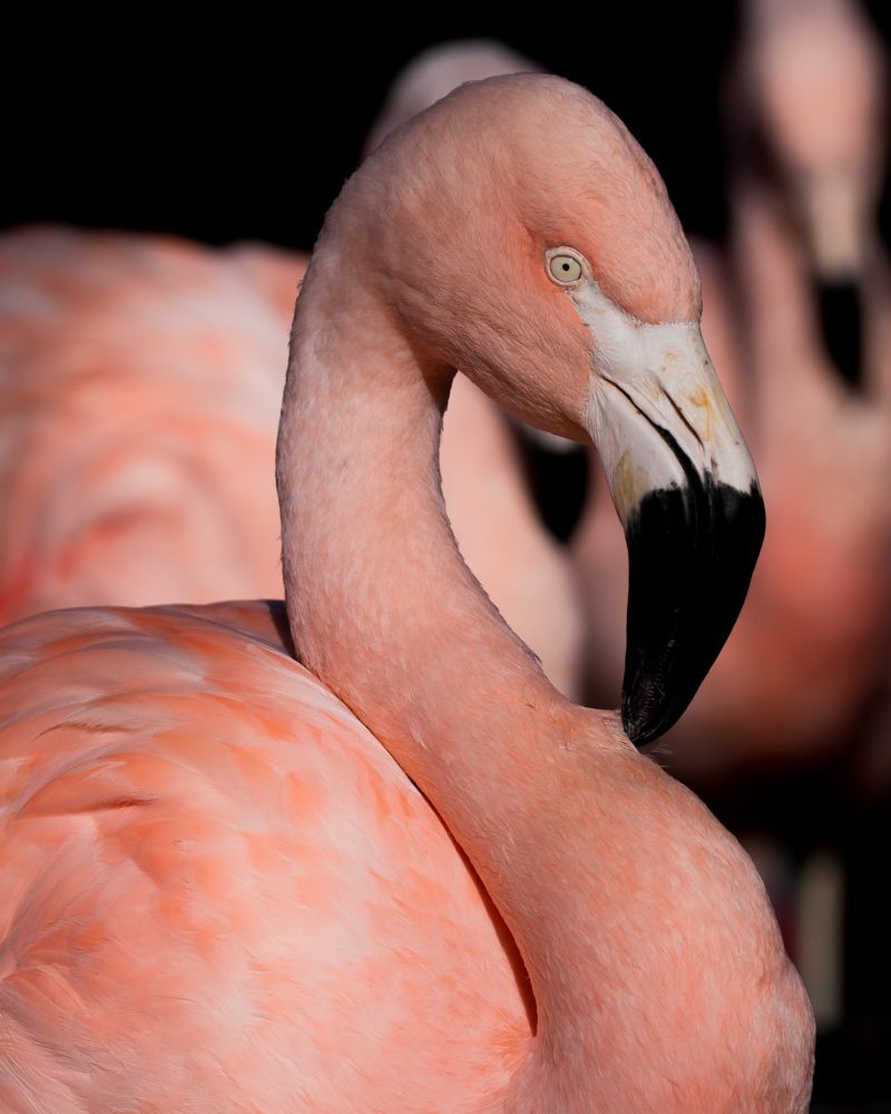 A portrait of a flamingo