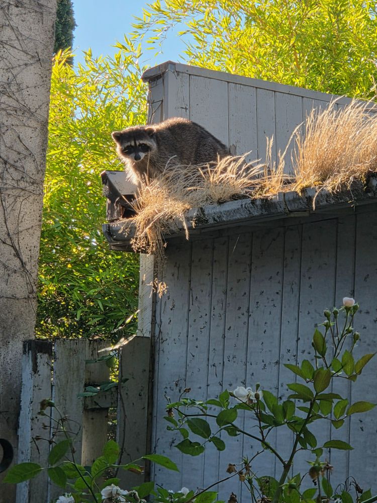 in this series of four images, a raccoon awkwardly descends from the roof of a low building onto a fence, to comic effect
