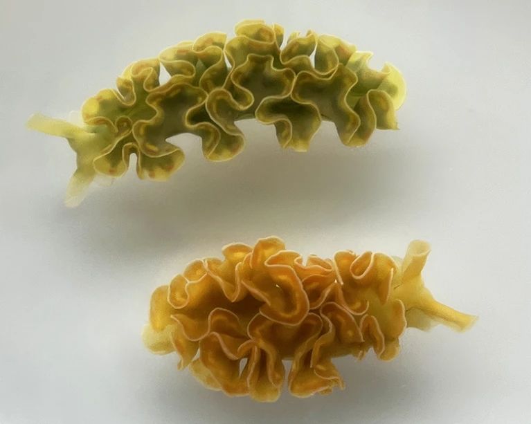 Sea slugs green and orange.