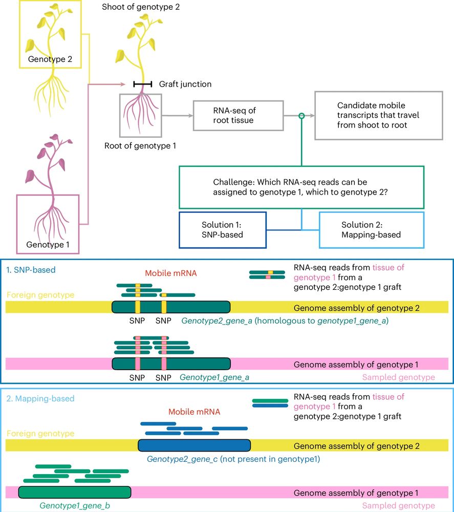 Figure 1 of the article.