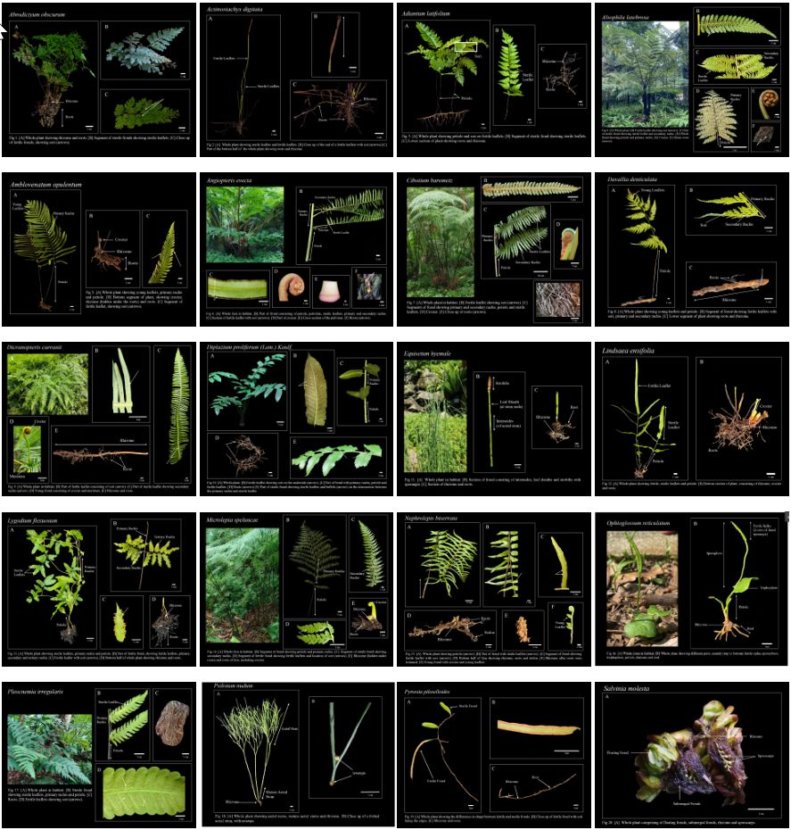 Many ferns images from the paper.