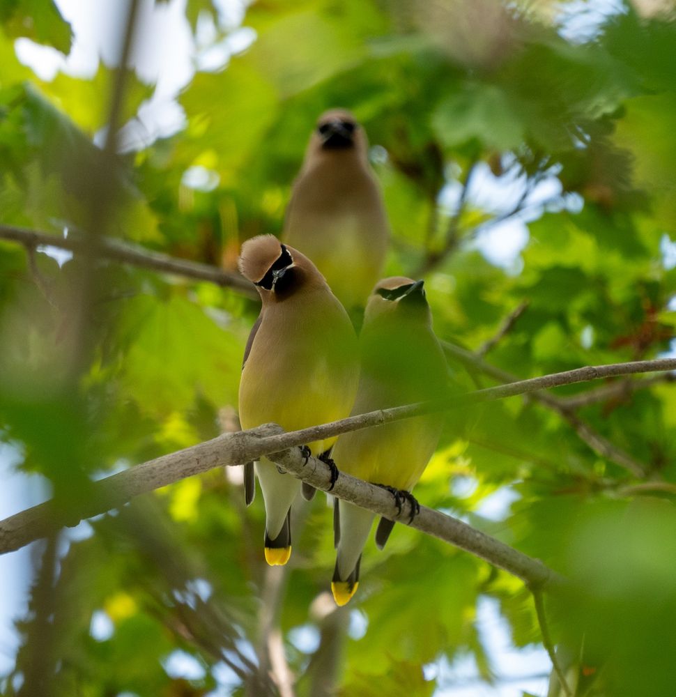 Three Cedar Waxwings in a Maple tree.