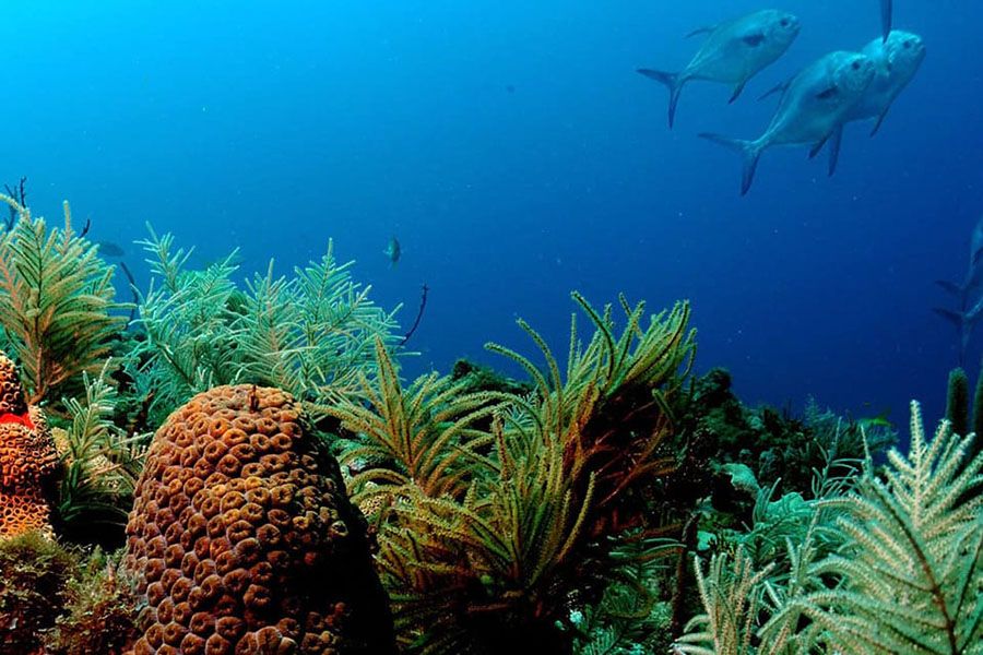 The oceans are a critical life-support system for the planet.