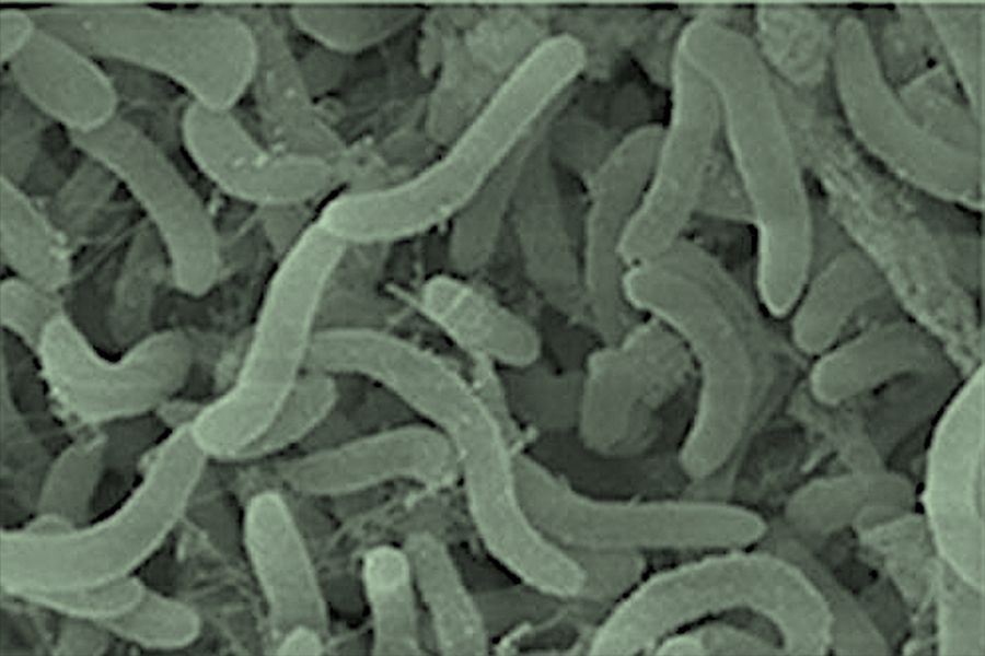This image shows SAR11, the most common type of bacteria in the ocean. In the study by Zakem et al., SAR11 was found to be the most abundant group, especially near the ocean’s surface. The model used in the study assumes that SAR11 feeds on easily digestible organic material (Base image: https://fr.wikipedia.org/wiki/Pelagibacterales#/media/Fichier:Pelagibacter.jpg)