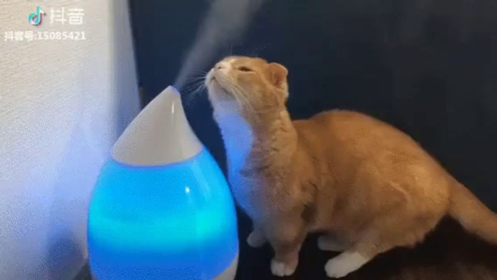 a cat is standing next to a blue humidifier with the number 15085421 on it