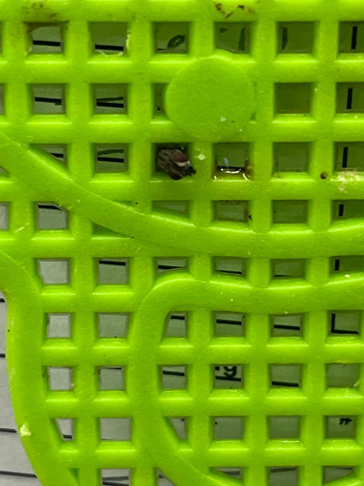 This is a close-up photo of a fly swatter with a tiny fly trapped within one of the holes.