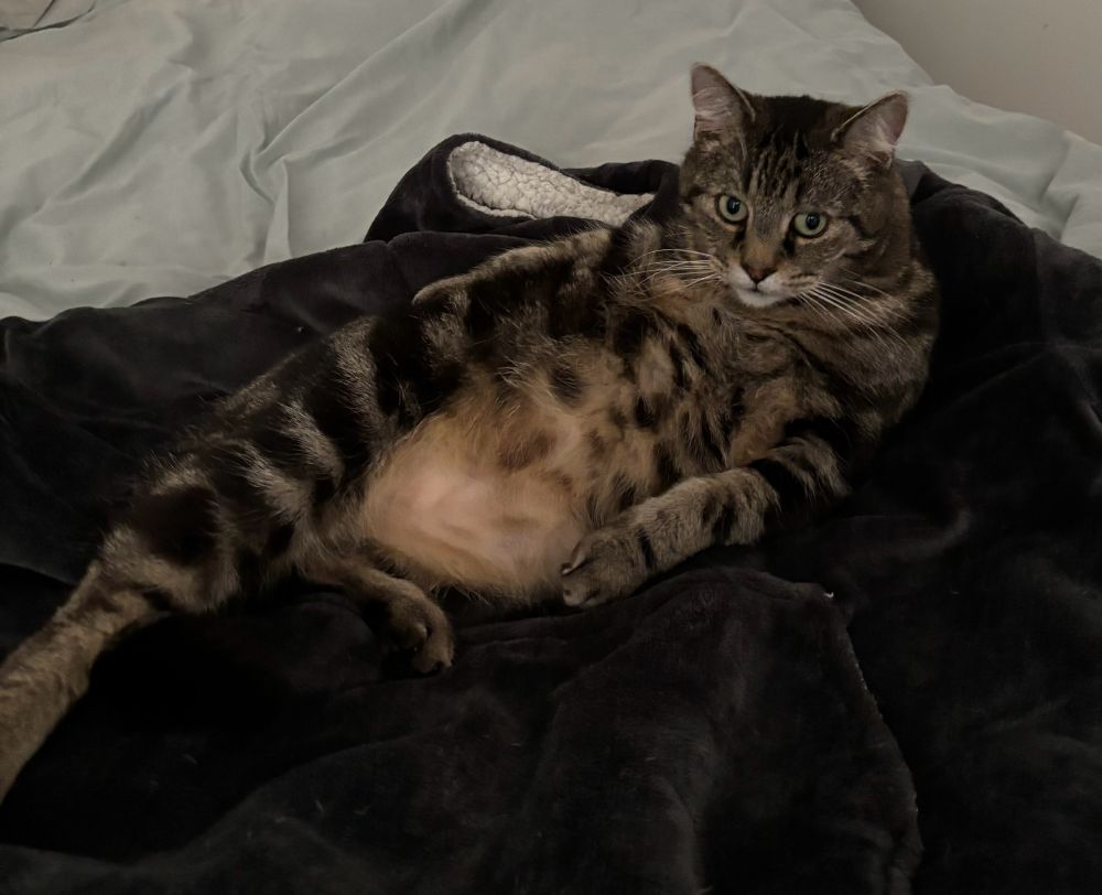A tabby cat is lying on his side showing his belly. He is on an oodie on top of a duvet
