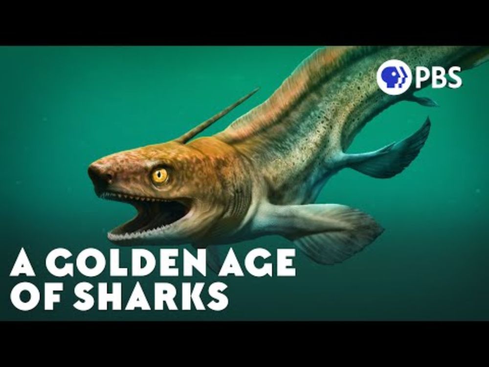 That Time Sharks Got Weird