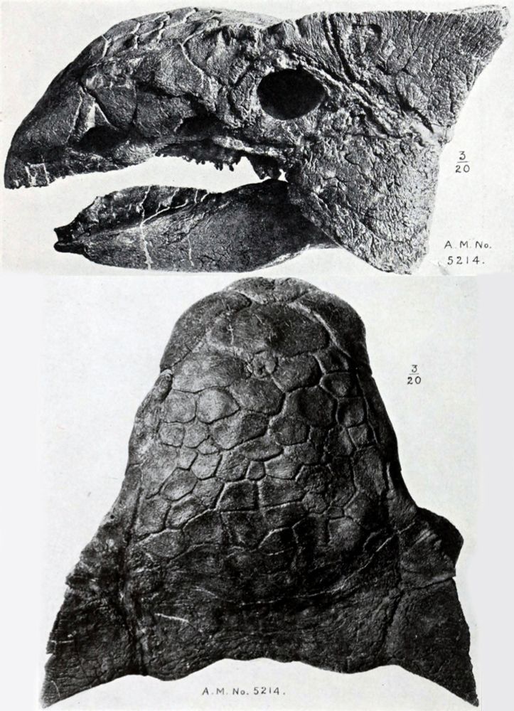 Skull of Ankylosaurus in left lateral and dorsal view