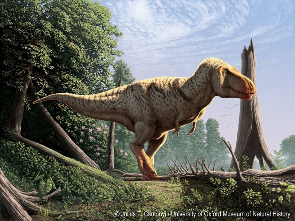 T. rex by Julius Csotonyi