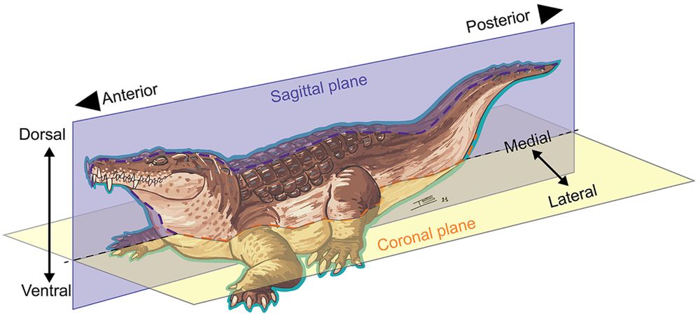 Reconstruction of the fossil crocodyliform Cerrejonisuchus by Isaure Scavezzoni, showing anatomical directions