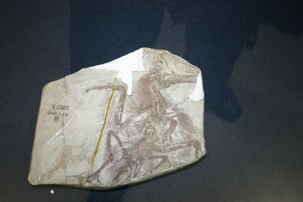 Skeleton of the Cretaceous enanitornithine bird Longipteryx